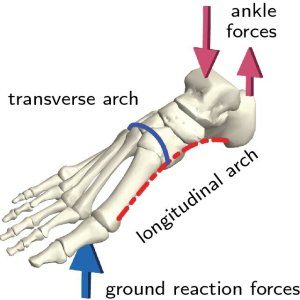 What Causes Forefoot Pain? | Walking Mobility Clinics